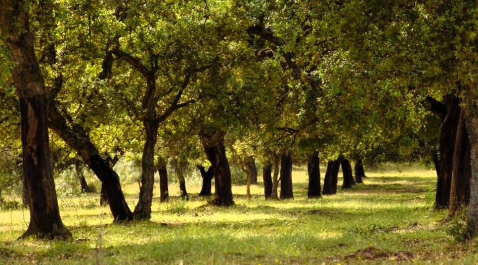 dehesa andalucía