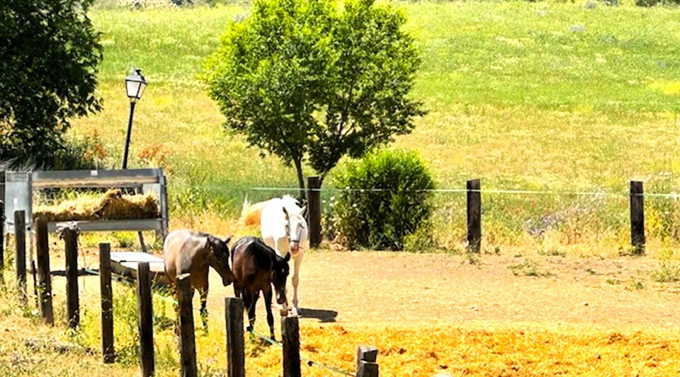 FINCA RECREO MADRID